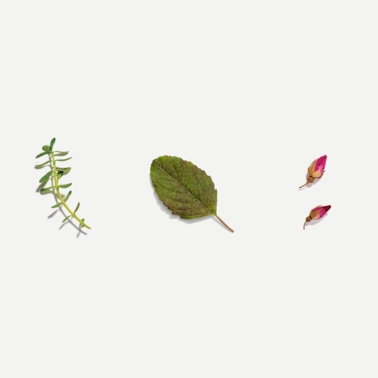 Spiritual Tea Loose Leaf Tea 60g